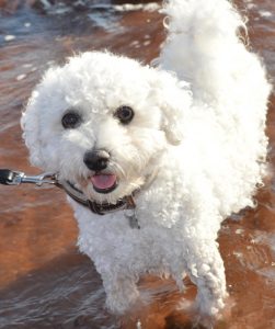 Basil - den lille frække Bichon Frisé