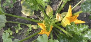 Fiori di zucca fritti